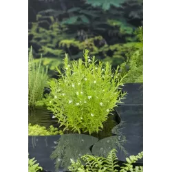 Gratiola officinalis P9C0.5