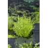 Gratiola officinalis P9C0.5