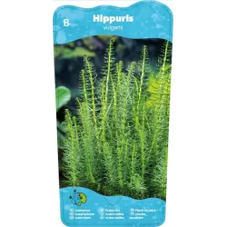 Hippuris vulgaris P9C0.5