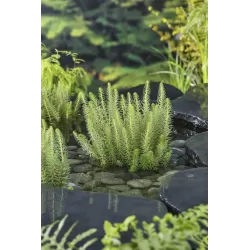 Hippuris vulgaris P9C0.5