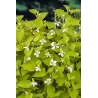 Houttuynia cordata P9C0.5