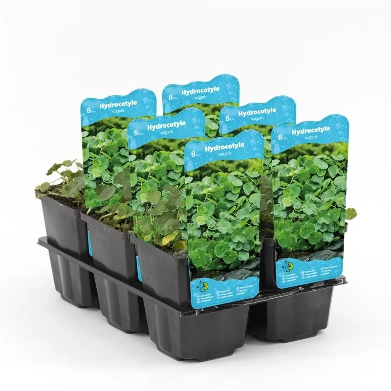 Hydrocotyle vulgaris P9C0.5