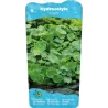Hydrocotyle vulgaris P9C0.5