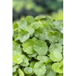 Hydrocotyle vulgaris P9C0.5