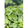 Hydrocotyle vulgaris P9C0.5