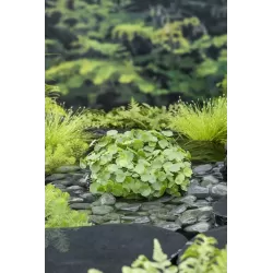 Hydrocotyle vulgaris P9C0.5