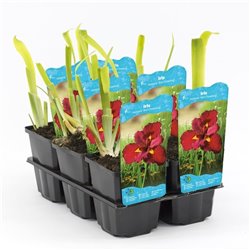 Iris ann chowing P9C0.5