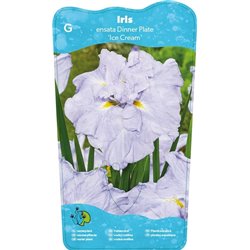 Iris Ensata Dinner Plate Ice Cream P11