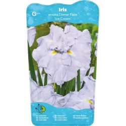 Iris Ensata Dinner Plate Ice Cream P11