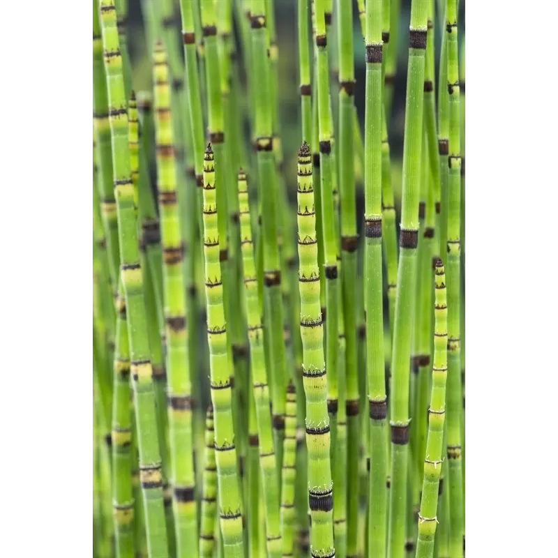 Asiūklis - Equisetum hyemale Japonicum