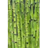 Asiūklis - Equisetum hyemale Japonicum