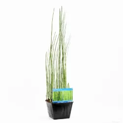 Asiūklis - Equisetum hyemale Japonicum