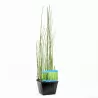 Equisetum hyemale Japonicum