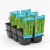 Equisetum hyemale Japonicum