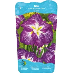 Iris Ensata Dinner Plate Jell-O p11
