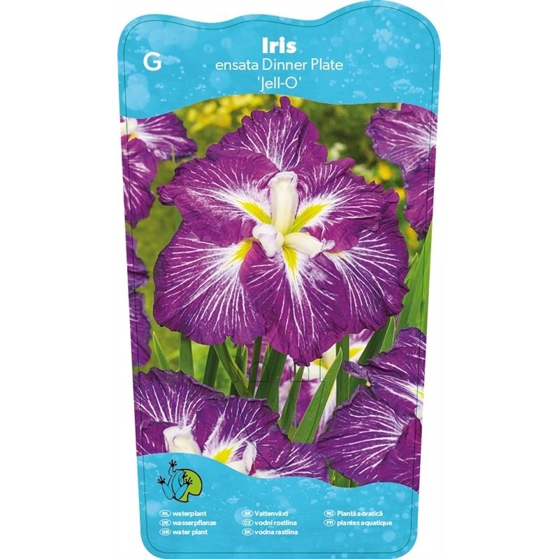Iris Ensata Dinner Plate Jell-O p11