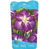 Iris Ensata Dinner Plate Jell-O p11