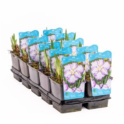 Iris Ensata Dinner Plate Tiramisu p11