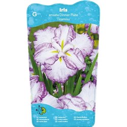 Iris Ensata Dinner Plate Tiramisu p11