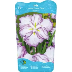 Iris Ensata Dinner Plate Tiramisu p11
