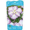 Iris Ensata Dinner Plate Tiramisu p11