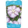 Iris Ensata Dinner Plate Tiramisu p11