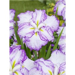 Iris Ensata Dinner Plate Tiramisu p11