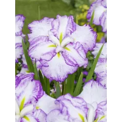 Iris Ensata Dinner Plate Tiramisu p11