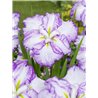 Iris Ensata Dinner Plate Tiramisu p11