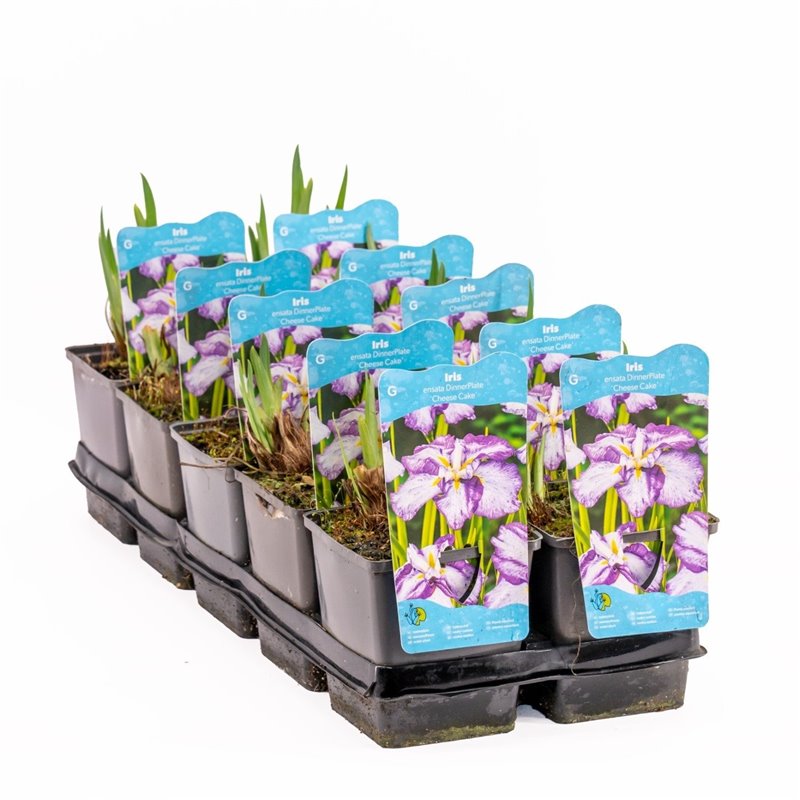 Iris Ensata Dinner plate Cheese Cake P11