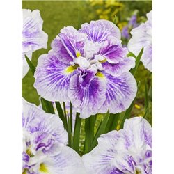 Iris Ensata Dinner plate Cheese Cake P11