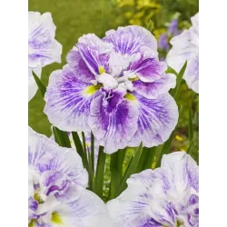 Iris Ensata Dinner plate Cheese Cake P11