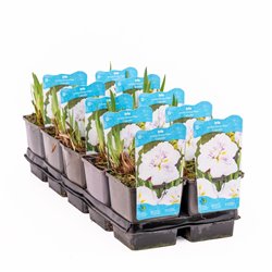 Iris Ensata Dinner Plate Cupcake P11