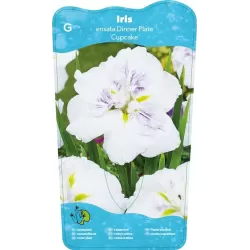 Iris Ensata Dinner Plate Cupcake P11