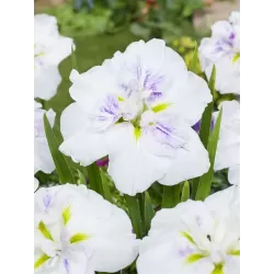 Iris Ensata Dinner Plate Cupcake P11