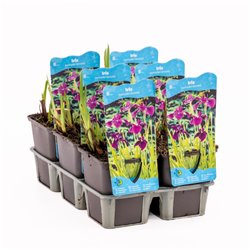 Iris kaempferi P9C0.5