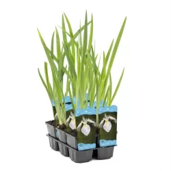 Iris kaempferi White P9C0.5