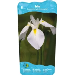 Iris kaempferi White P9C0.5