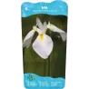 Iris kaempferi White P9C0.5