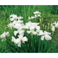 Iris kaempferi White P9C0.5
