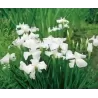 Iris kaempferi White P9C0.5