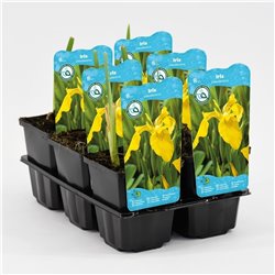 Iris pseudacorus P9C0.5