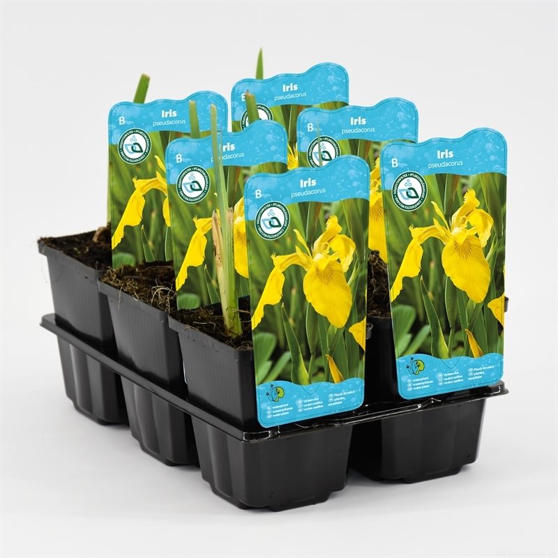 Iris pseudacorus P9C0.5