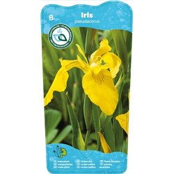 Iris pseudacorus P9C0.5