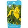 Iris pseudacorus P9C0.5