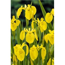 Iris pseudacorus P9C0.5