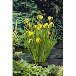 Iris pseudacorus P9C0.5