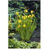 Iris pseudacorus P9C0.5