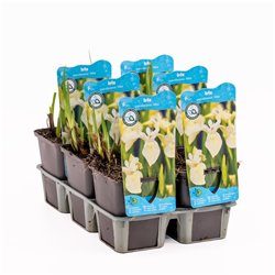 Iris pseudacorus Alba  P9C0.5