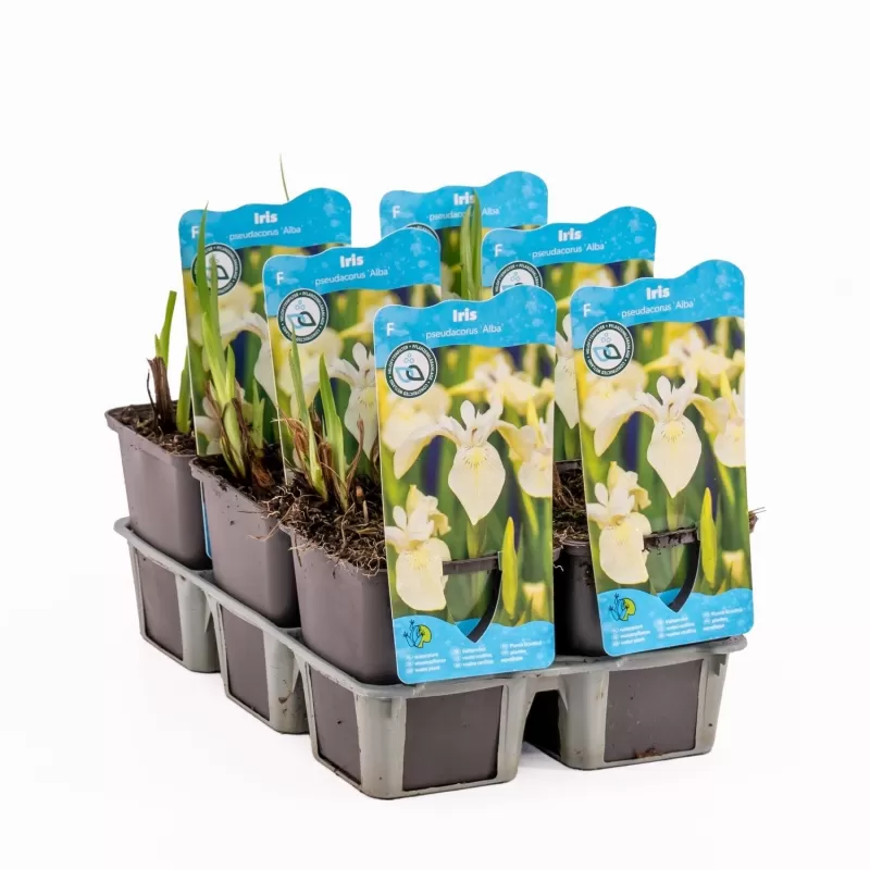 Iris pseudacorus Alba  P9C0.5